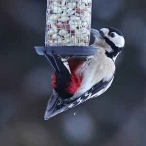 Great Spotted Woodpecker