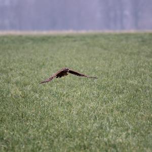 Northern Harrier