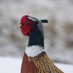 Common Pheasant