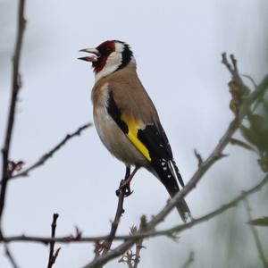 European Goldfinch