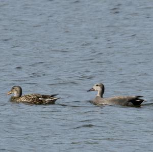 Gadwall