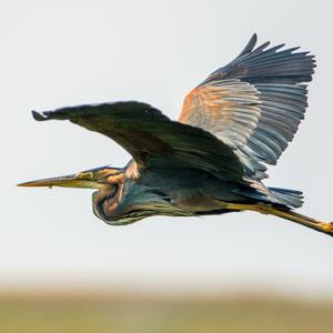 Purple Heron