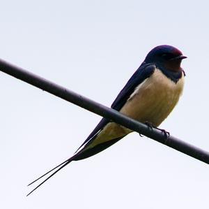 Barn Swallow