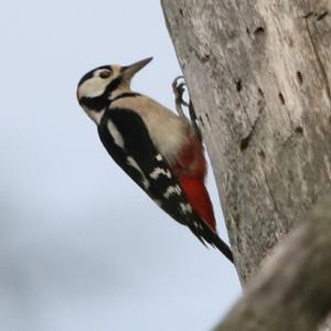 Great Spotted Woodpecker