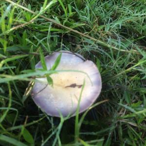 Bluing Psilocybe