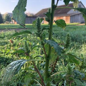 Pigweed