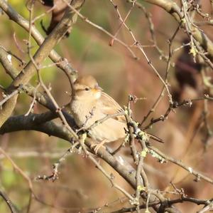 House Sparrow