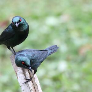 Asian Glossy Starling