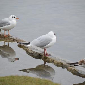 Black-headed Gull