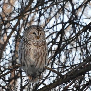 Barred Owl