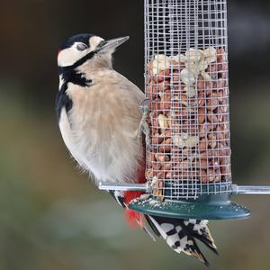 Great Spotted Woodpecker