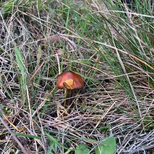 Blackening Wax-cap