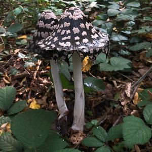 Magpie Ink-cap