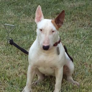 Bull Terrier