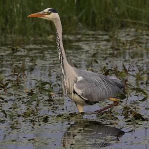 Grey Heron