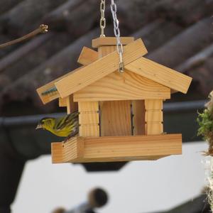 Eurasian Siskin