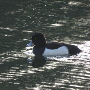 Tufted Duck