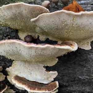 Resinous Polypore