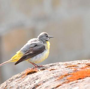 Grey Wagtail