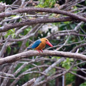 Stork-billed Kingfisher