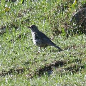 Mistle Thrush