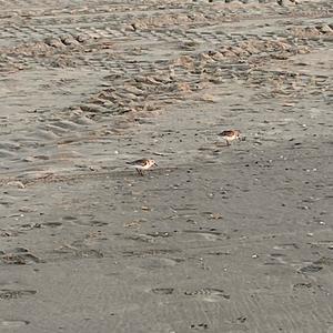 Kentish Plover