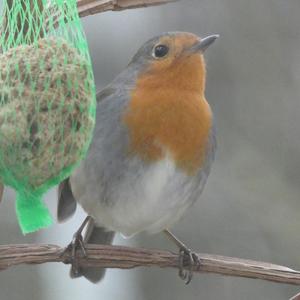 European Robin