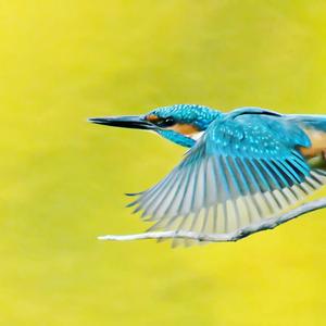 Common Kingfisher