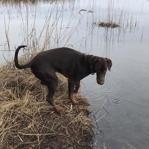 Doberman Pinscher