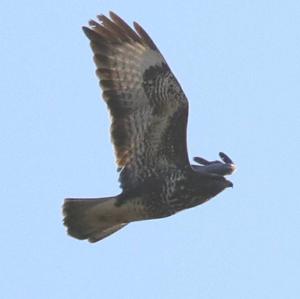 Common Buzzard