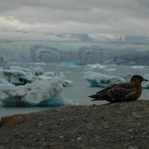 Great Skua