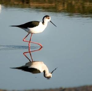 Black-winged Stilt