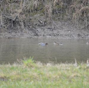 Common Teal