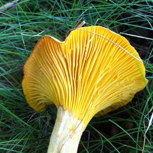 Chanterelle, Common