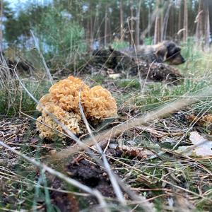 Eastern Cauliflower Mushroom