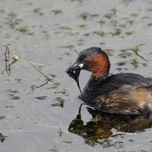 Little Grebe