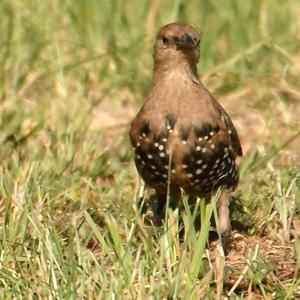 Common Starling