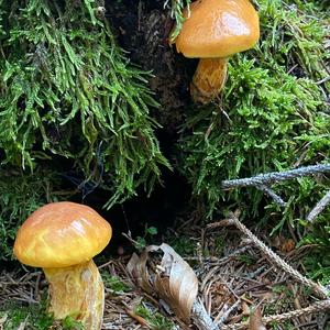 Larch Suillus