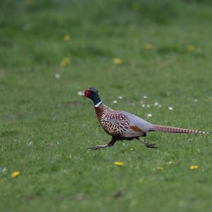 Common Pheasant