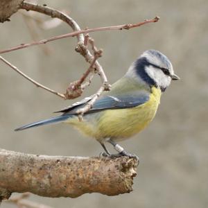 Blue Tit