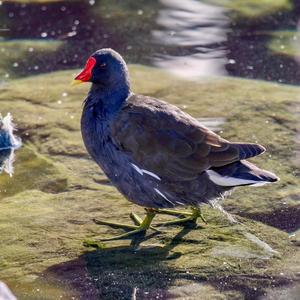 Common Moorhen