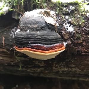 Red-belted Polypore