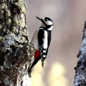 Great Spotted Woodpecker