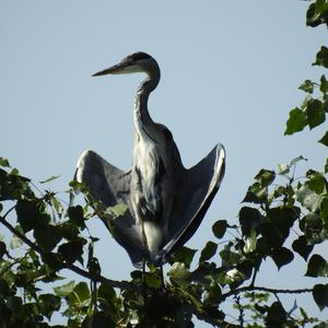 Grey Heron