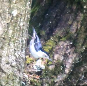 White-breasted Nuthatch