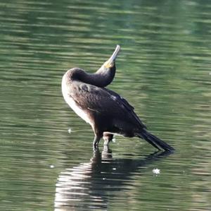 Great Cormorant