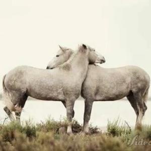 Camargue