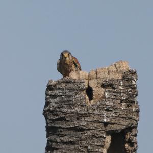 Common Kestrel