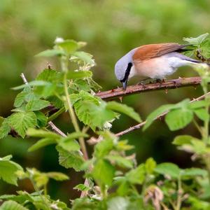 Red-backed Shrike