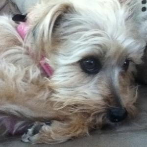 Unknown Breed